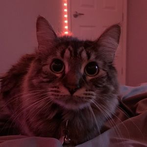 Meet your Posher, Lynzie